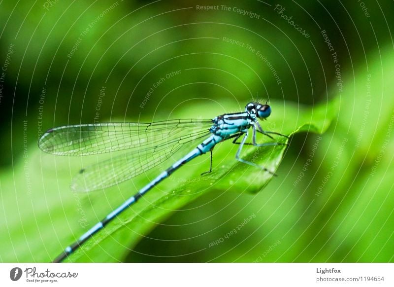 Lilabelle- oh blue Animal Dragonfly 1 Power Passion Trust Dragonfly wing Blue Green Wing Insect Colour Colour photo Exterior shot