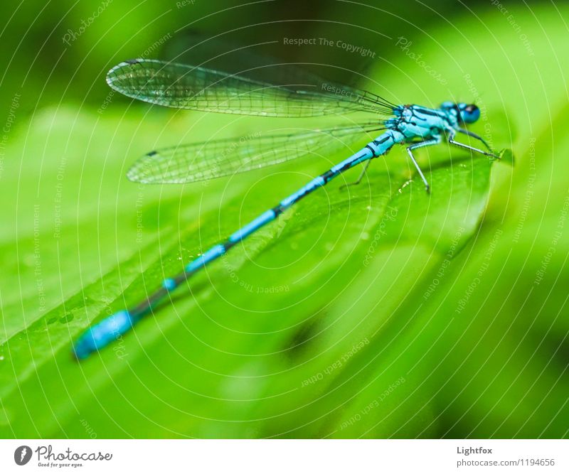 Jet zt Animal Wild animal Dragonfly 1 Happy Willpower Passion Watchfulness Change Starting block (track and field) Airplane takeoff Insect Green Wing Graceful