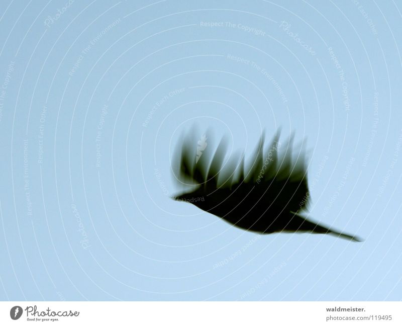 fire crow Crow Raven birds Blur Motion blur Bird Flying Aviation Wing