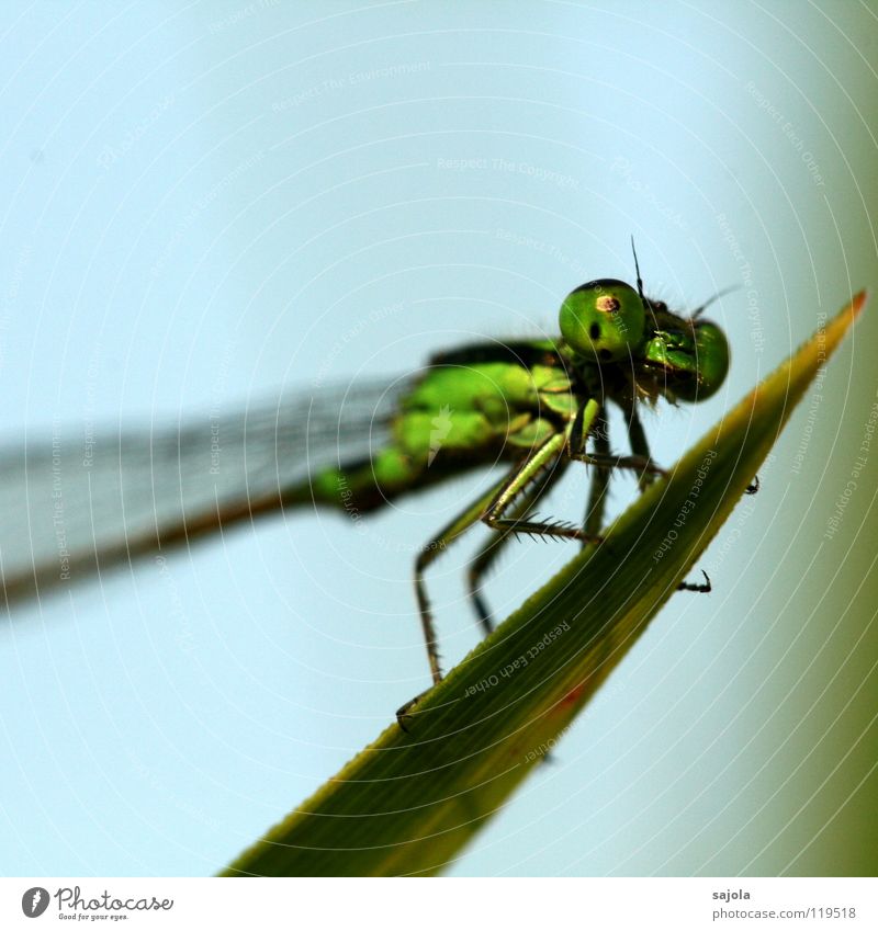 small dragonfly II Animal Wing 1 Observe To hold on Looking Wait Thin Green Small dragonfly Dragonfly Compound eye Eyes Legs Ischurna dragonfly Asia Singapore