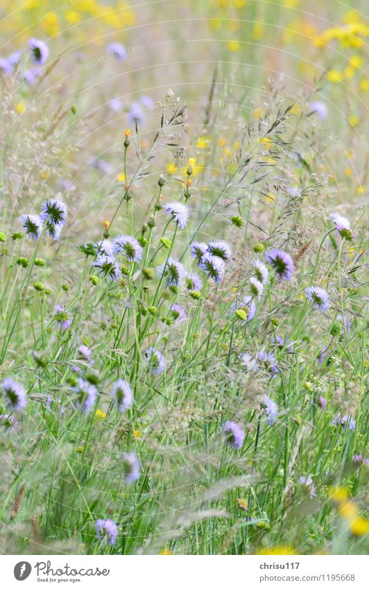 meadow flowers Nature Landscape Sun Beautiful weather Plant Flower Wild plant Meadow Observe Fragrance To enjoy Natural Yellow Violet Colour photo Exterior shot