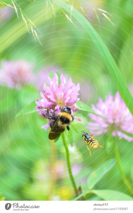 Bumblebee Tackle ... Nature Meadow Animal Wild animal 2 Fight Aggression Bumble bee Hover fly Colour photo Exterior shot Close-up Macro (Extreme close-up) Day