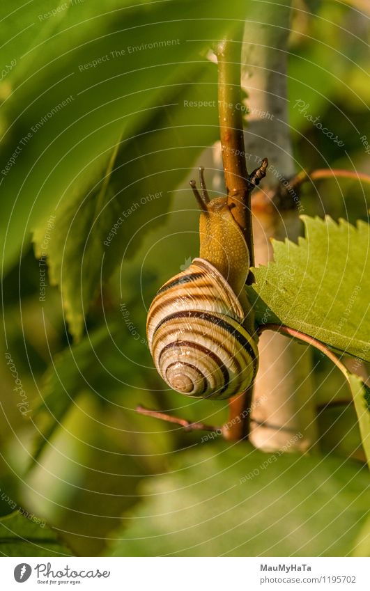 Garden Snail Animal Farm animal 1 Touch Movement Adventure Colour photo Exterior shot Close-up Detail Macro (Extreme close-up) Deserted Morning Light Shadow