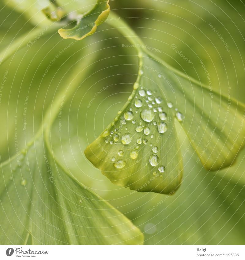 Close-up of a green ginkgo leaf with raindrops Environment Nature Plant Drops of water Spring Rain Tree Leaf Ginko Park Growth Esthetic Exceptional Uniqueness