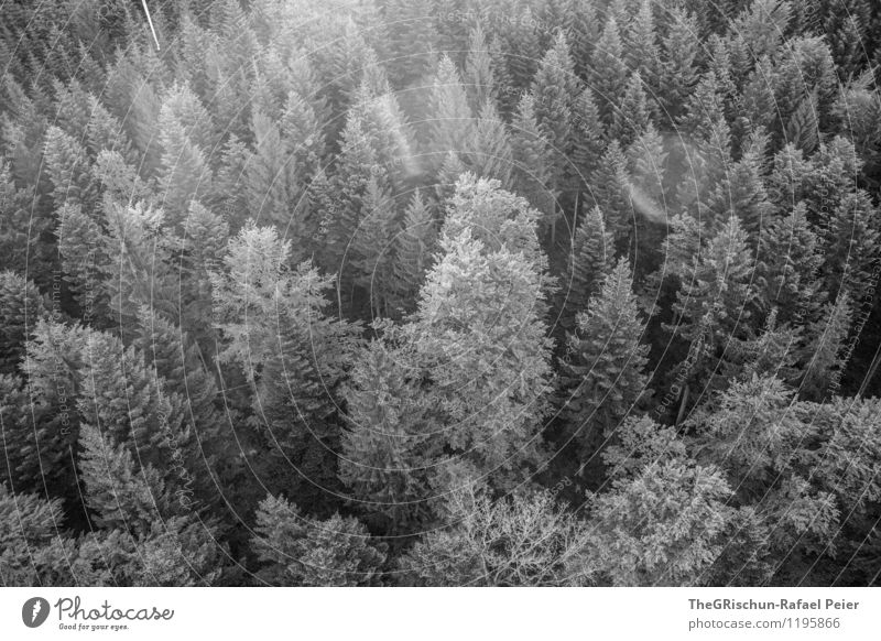 forest Environment Nature Gray Black White Forest Treetop Back-light Moody Dawn Bushes Life Black & white photo Exterior shot Aerial photograph Deserted Sunbeam