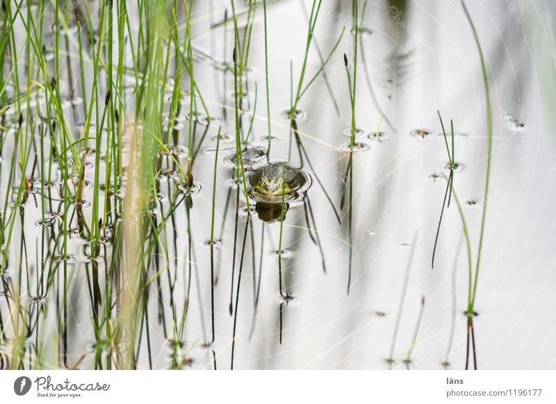 Say quark Environment Nature Plant Spring Garden Pond Animal Frog 1 Beginning Environmental protection Exterior shot Deserted Copy Space right Reflection