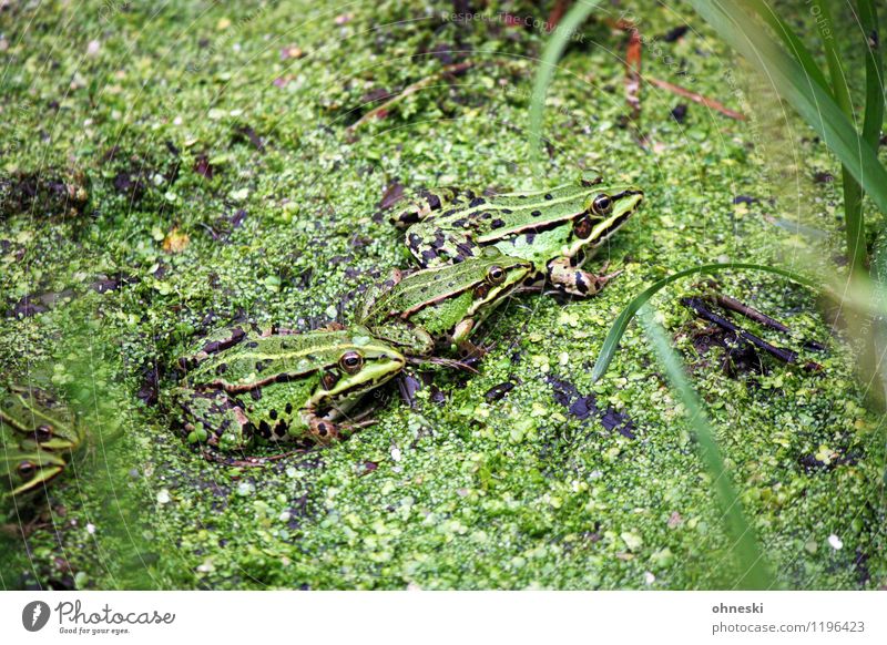 Trio with four fists Pond Animal Frog 3 Natural Green Environment Environmental protection Colour photo Exterior shot Copy Space top Copy Space bottom Day