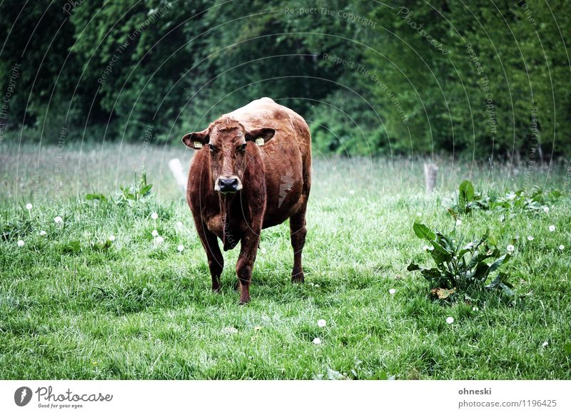 moo Organic produce Slow food Milk Agriculture Forestry Meadow Farm animal Cow 1 Animal Sustainability Cattle breeding Livestock Looking Colour photo