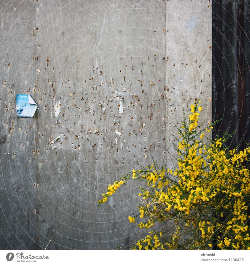 pinboard Plant Wall (barrier) Wall (building) Facade Bulletin board Piece of paper Old Yellow Communicate Colour photo Exterior shot Abstract Pattern