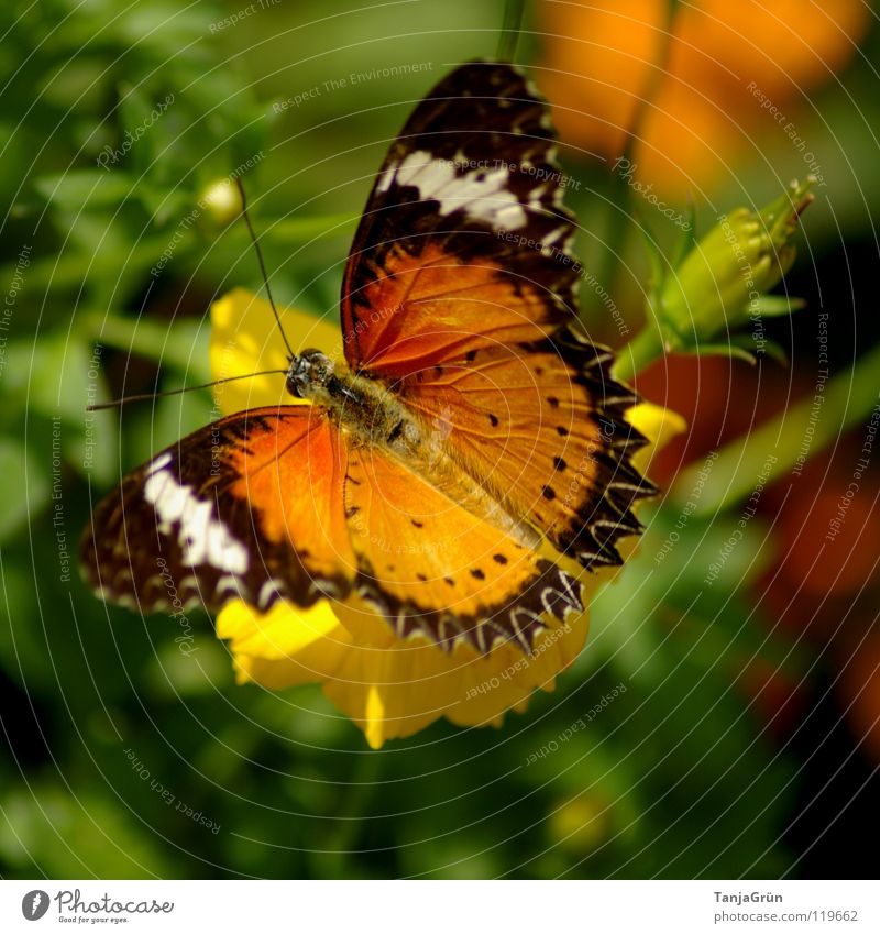 butterfly II Butterfly Flower Blossom Plant Grass Leaf Yellow Brown White Black Multicoloured Summer Insect Departure Break Physics Thailand Striped Feeler