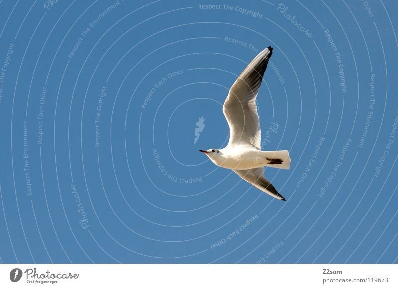 one of many Bird White Feather Rotate Animal Span Flying Wing Sky Blue Bright Curve
