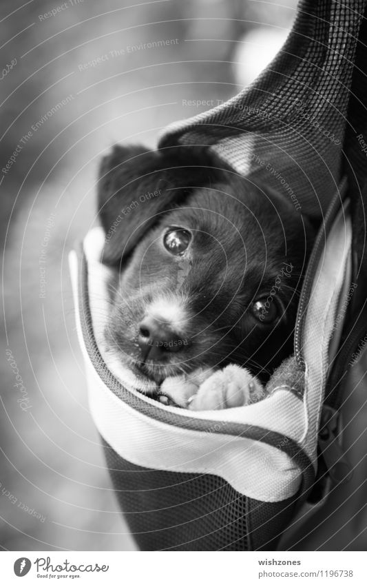 Adorable little Puppy in a Bag Animal Pet Dog 1 Baby animal Cuddly Cute Black White Safety Protection Safety (feeling of) Love of animals Loyalty Serene puppy