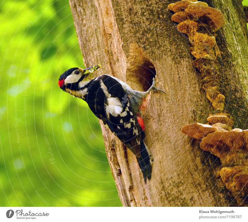 Full snout Environment Nature Animal Sunlight Spring Summer Beautiful weather Tree Park Forest Wild animal Bird Worm Animal face Wing Claw Spotted woodpecker