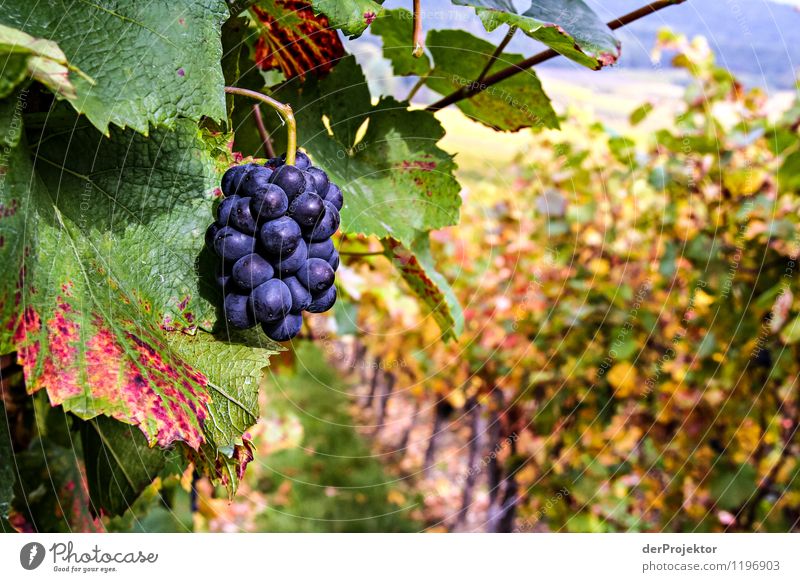 Pinot noir in perfect form Environment Nature Landscape Plant Animal Autumn Beautiful weather Foliage plant Agricultural crop Field Hill Emotions Vice Joy