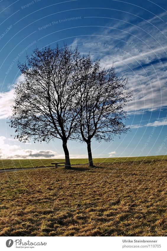 Single pair of trees in January Winter Landscape Plant Earth Air Sky Clouds Horizon Weather Field hillock Stripe Stand Growth Wait Together Thin Blue Brown