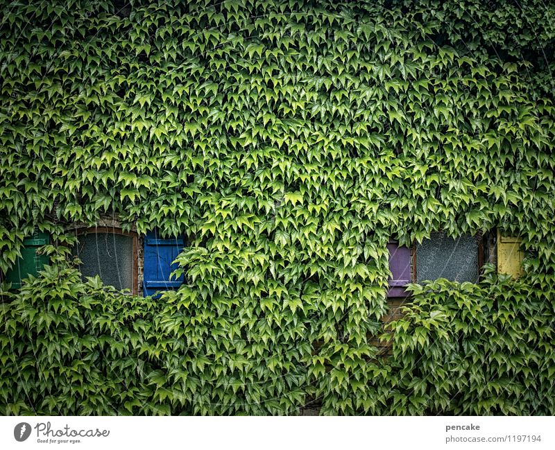Keep watching. 700. Painter Culture Nature Facade Window Sign Observe Ivy Shutter Growth Mediocre Vista Blind Evil Looking Doubt Colour photo Exterior shot