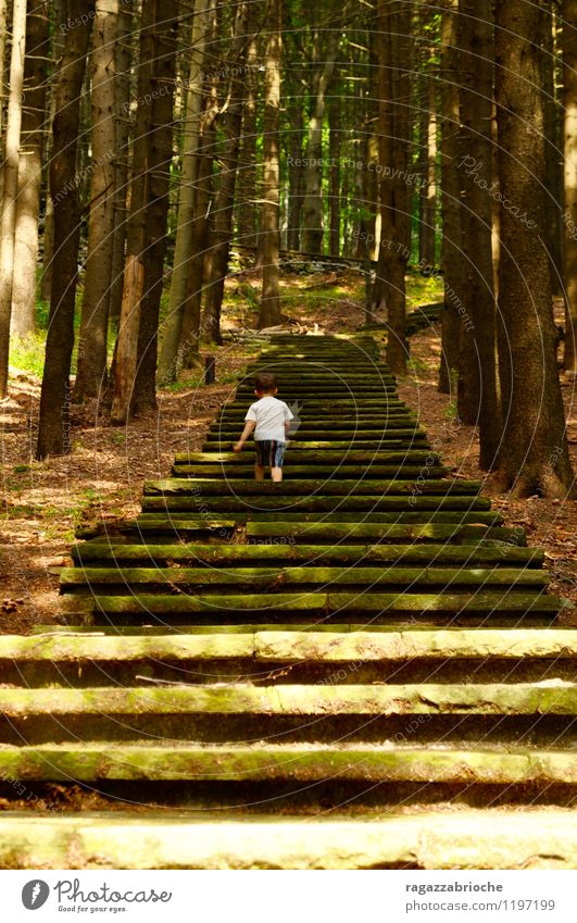 A staircase in the woods Freedom Mountain Stairs Toddler Boy (child) 1 Human being 1 - 3 years Spring Tree Forest Going Simple Wild Brown Green Bravery