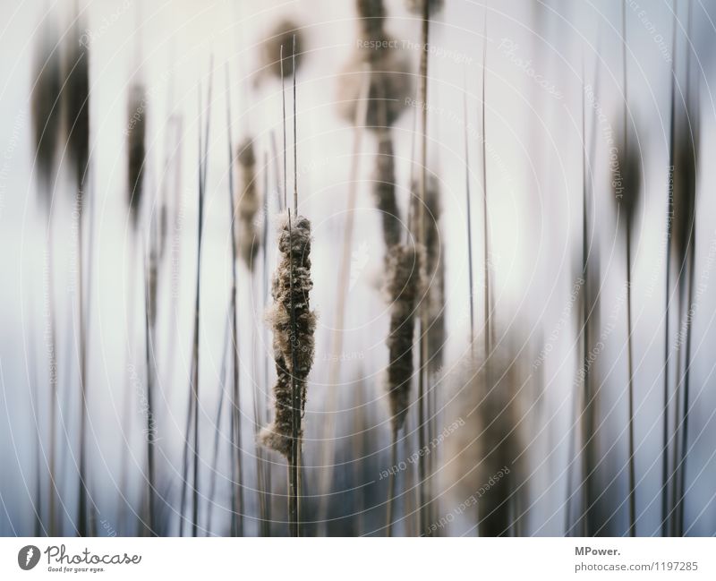 smooth reed Environment Nature Plant Grass Whimsical Common Reed Blur Coast Artistically talented Abstract Colour photo Subdued colour Exterior shot