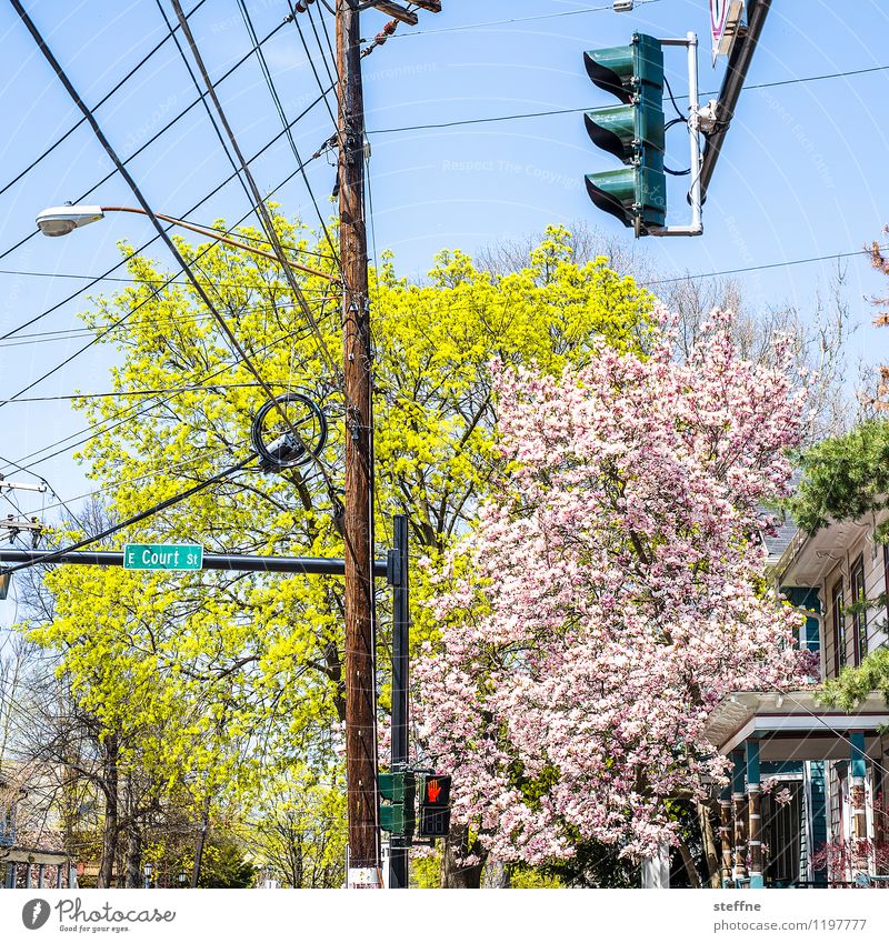 Spring in the City Cloudless sky Beautiful weather Plant Tree Small Town Crossroads Street lighting Traffic light Electricity pylon USA Cable Terminal connector