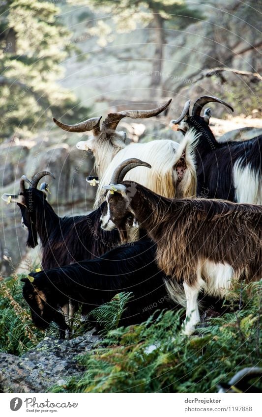 Goat herd on Corsica Environment Nature Landscape Plant Animal Elements Summer Beautiful weather Forest Hill Rock Mountain Herd Emotions