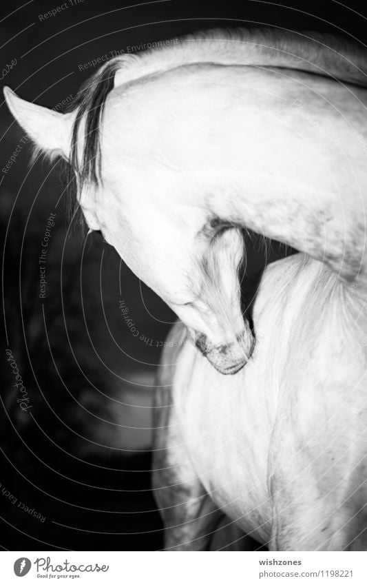 Andalusian Horse Ride Nature Animal 1 Elegant Black White Smooth Beautiful Musculature Pelt Neck Head Ear Black & white photo Exterior shot Deserted Evening