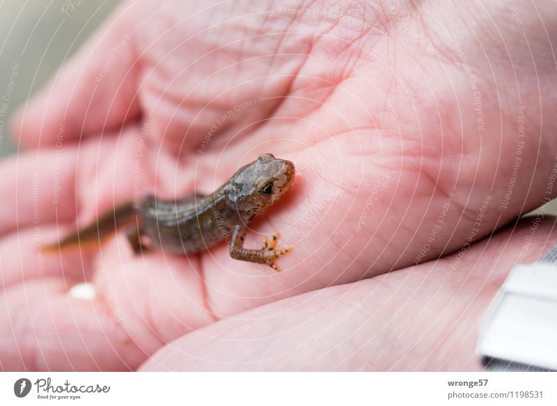 newt Animal Summer Wild animal Newt Amphibian Urodeles 1 Glittering Small Wet Thin Brown Pink Natural Hazard-free Colour photo Subdued colour Exterior shot