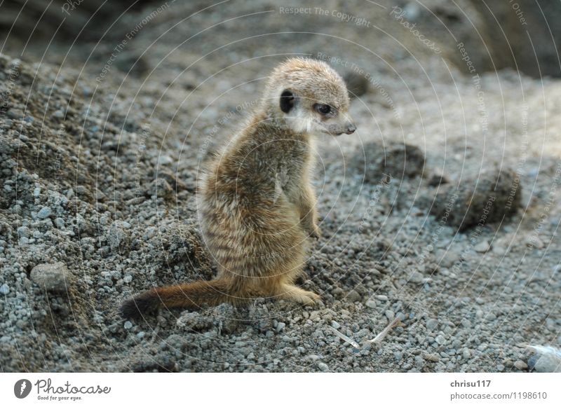 And I ... ? Nature Sunlight Summer Park Animal Wild animal Petting zoo 1 Baby animal Adventure Reluctance Meerkat Colour photo Exterior shot Day