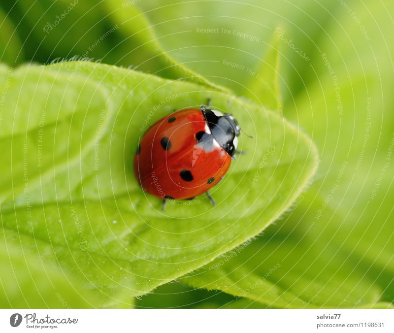 finally break Animal Wild animal Beetle Ladybird Insect 1 Touch Happiness Healthy Happy Small Cute Green Red Colour Health care Love Calm Environment Desire Sit