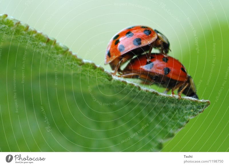 Ladybird Love Beetle 2 Animal Pair of animals Love life Propagation Green Orange Red Black Emotions Joy Spring fever Happy Point Colour photo Exterior shot