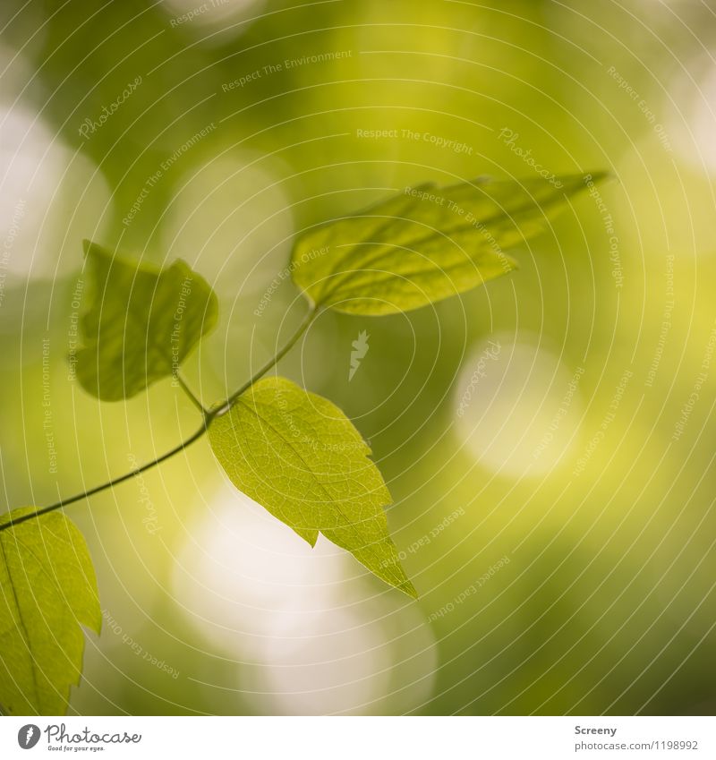 Summer freshness Nature Plant Spring Tree Leaf Growth Green Colour photo Exterior shot Close-up Detail Deserted Day Light Shadow Light (Natural Phenomenon)