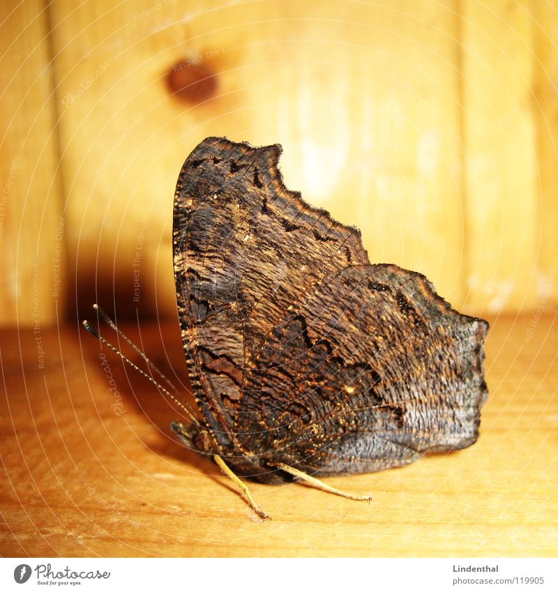 Butterfly from the outside Feeler Wood Wing Legs Joist