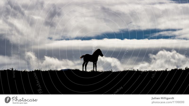 Iceland horse / foal Lifestyle Ride Environment Landscape Sky Clouds Beautiful weather Animal Horse 1 Relaxation Listening Vacation & Travel Wait Dark Emotions