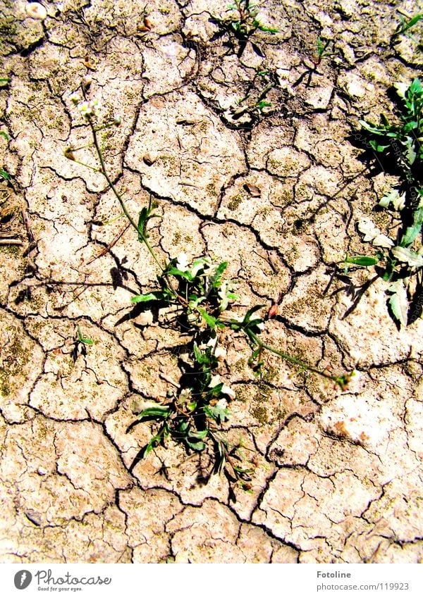 Dried out ground and yet there is still lively green Summer Plant Footpath parched earth The power of nature loamy soil cracks in the ground Desert Earth Nature