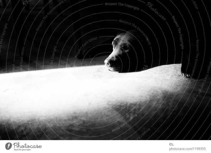 mr. schmitz takes a break Animal Pet Dog Animal face 1 Ground Sleep Cute Love of animals Calm Break Black & white photo Interior shot Deserted Day Light Shadow