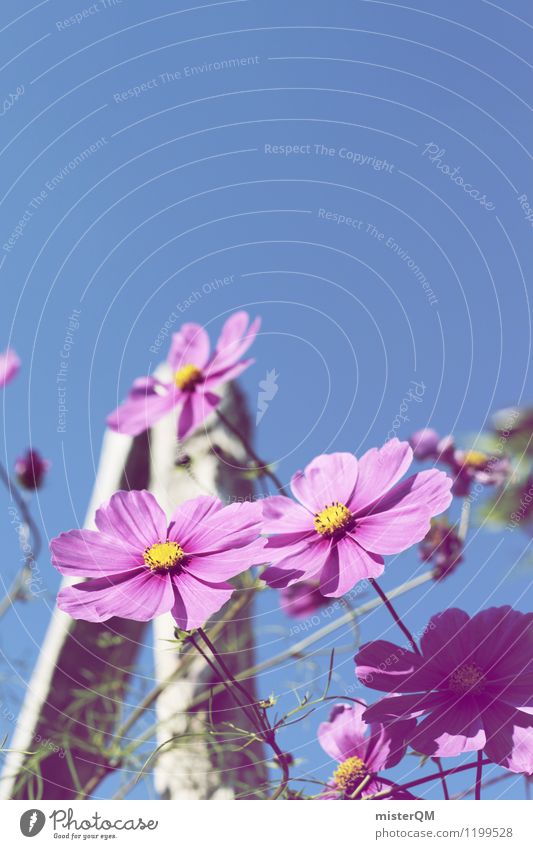 sky high. Art Work of art Esthetic Contentment Flower Flower meadow Flowerbed Flower stalk Pink Violet Violet sky Blossom Blossoming Colour photo Subdued colour