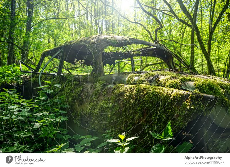 Wreck Flaire Nature Landscape Sun Sunlight Spring Grass Bushes Moss Foliage plant Forest Vintage car Old Discover Fantastic Retro Green Beautiful Experience