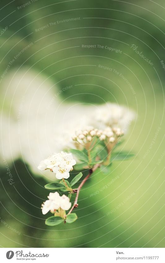 Summer, where are you? Nature Plant Spring Bushes Leaf Blossom Twig Garden Blossoming Soft Green White Colour photo Multicoloured Exterior shot Close-up Detail