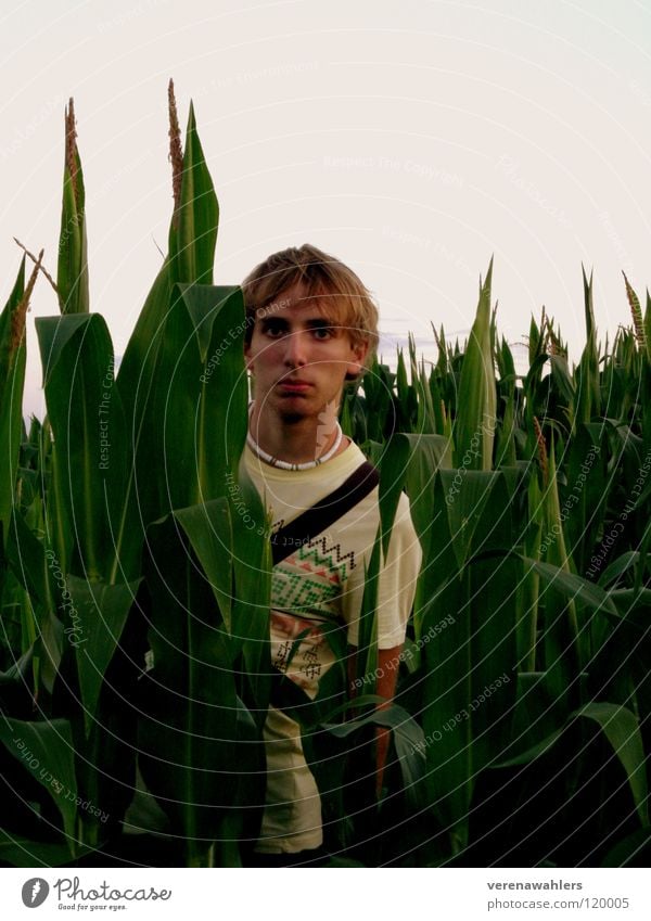 in between. Field Green Plant Leaf Corn cob Maize Nature Americas Exterior shot
