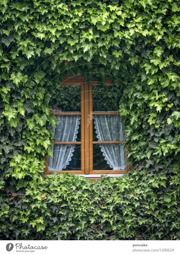 insect hotel Summer Ivy Village Detached house Facade Authentic Sustainability Retro Serene Growth Living or residing insect house Curtain Window Lattice window