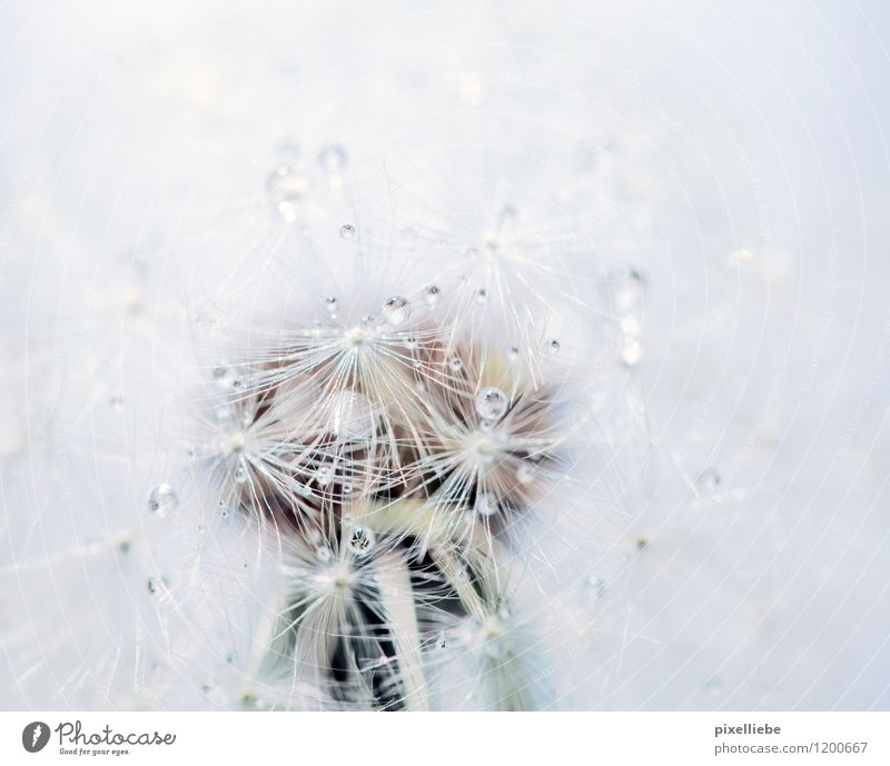 Dandelion with dew drops Elegant Relaxation Calm Garden Agriculture Forestry Nature Plant Drops of water Spring Summer Rain Flower Blossom Wild plant Meadow