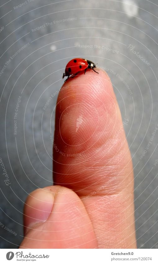 ladybugs Ladybird Fingers Gray Red Insect Skin Stone Point Beetle Happy