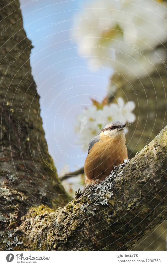 Nuthatch in cherry tree Nature Animal Spring Tree Cherry blossom Cherry tree Garden Wild animal Bird Eurasian nuthatch Songbirds 1 Observe Sit Esthetic