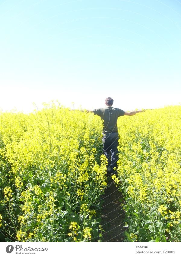 growth Canola Maturing time Man Yellow Field Division Farmer Growth Simple Sky fifty heaven and earth Sun Goodbye
