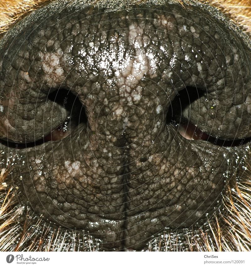 Dog noses smell good Animal Hollow Nostril Piston Black Brown Terrier Breathe Mammal Damp Wet Dry Hot Northern Forest Macro (Extreme close-up) Close-up