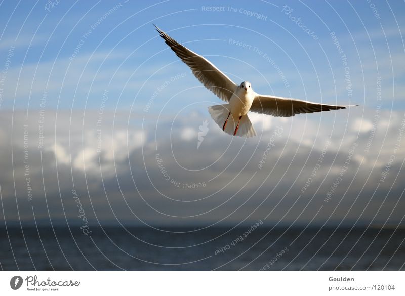 Upswing East Seagull Ocean White Coast Vacation & Travel Sailing Warmth Relaxation Dream Bird Black-headed gull  Waves Beach Air Current Go up Success Advantage