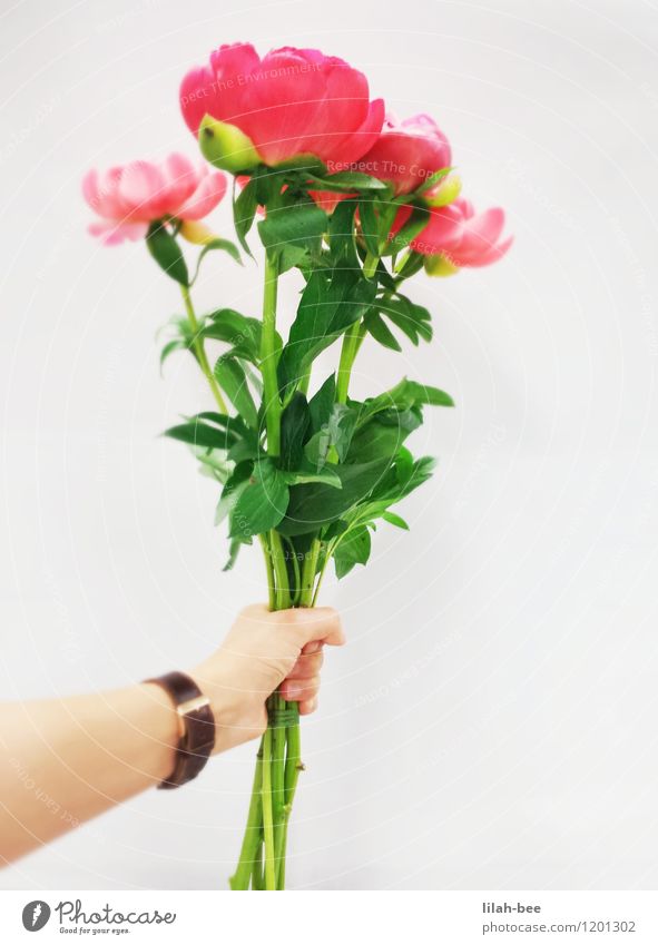 for you Decoration Valentine's Day Mother's Day Birthday Human being Arm Hand Environment Nature Plant Spring Summer Leaf Blossom Esthetic Friendliness