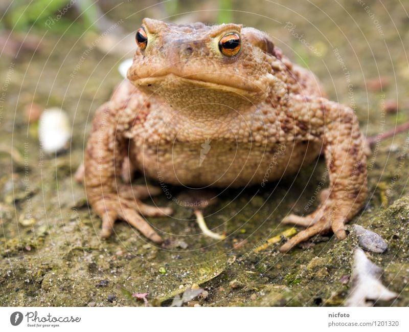 Toad thinking Animal Frog 1 Observe Wet Slimy Brown Green Calm Colour photo Subdued colour Exterior shot Close-up Day Central perspective Animal portrait