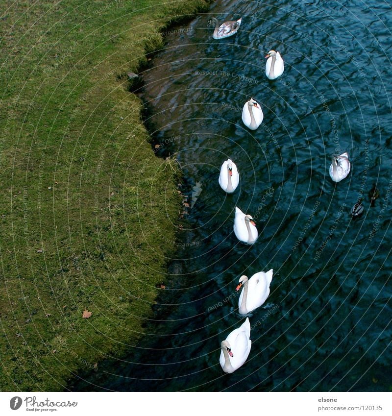 ::THE SWAN THAT DANCES FROM THE ROW:: Animal Together Outsider Psychological terror Society Swan River Brook Bird extra sausage loners Row Nature Water Leader