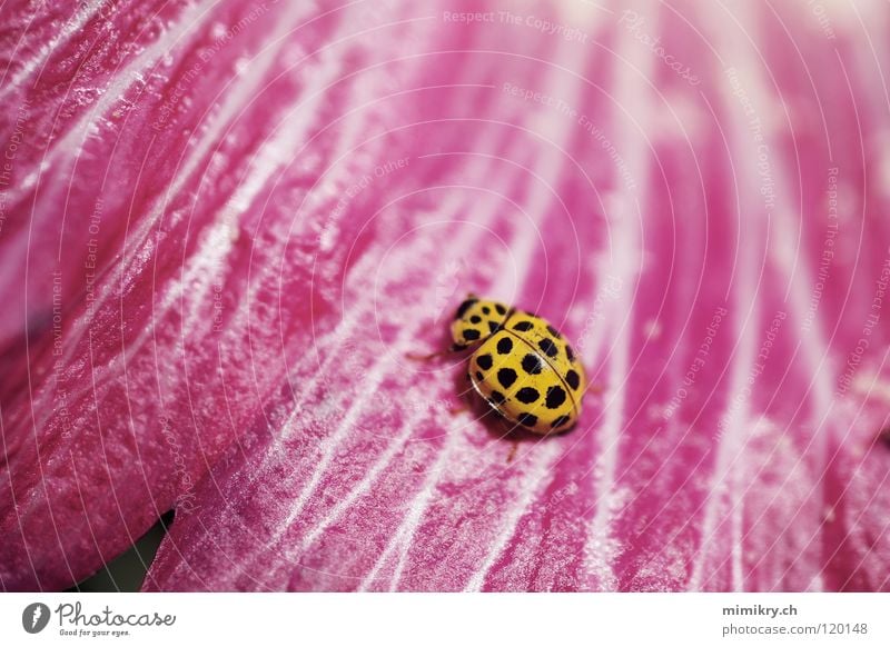 dots Pink Flower Blossom Ladybird Spotted Yellow Black Insect Summer Beetle microcosm Point