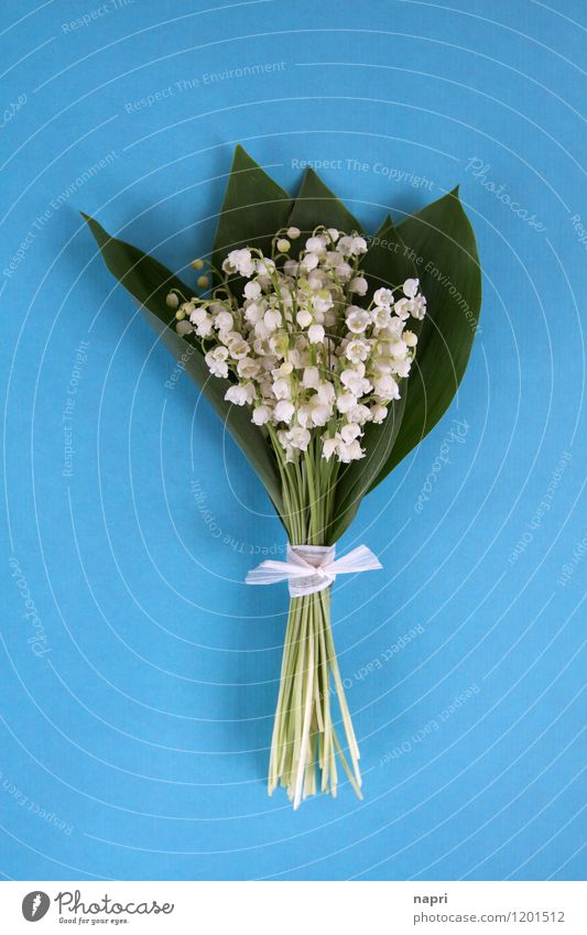 lily of the valley Plant Spring Leaf Blossom Flower Bouquet Lily of the valley Fragrance Simple Elegant Beautiful Blue Green White Spring fever Pure Innocent